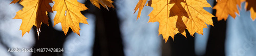 Bright golden autumn oak leaves glow in warm sunlight, contrasting with shado...