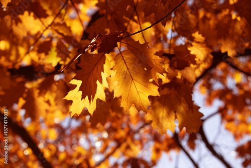 Golden Autumn Oak Leaves in Sunlight Among Branches Against Blue Sky, Warm Co...