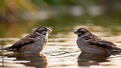 Wallpaper Mural Two small brown sparrows wade in sunlit water facing each other amid shimmering reflections at dusk Torontodigital.ca
