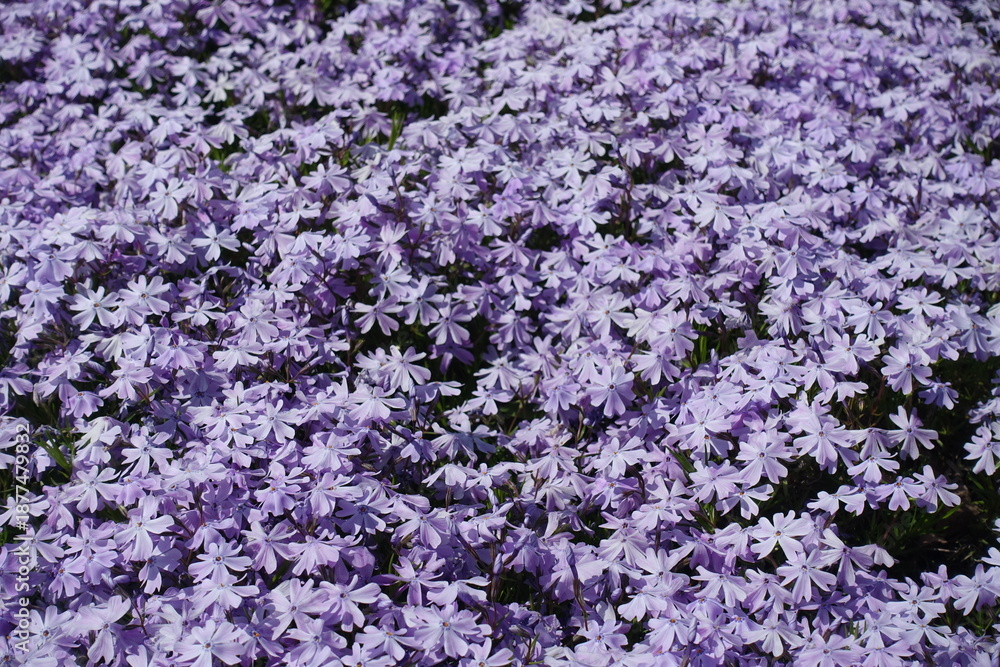 Obraz premium Profusion of violet flowers of phlox subulata in mid May