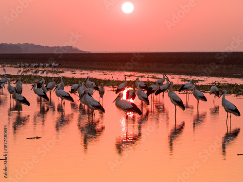 Foto A flock of Oriental white storks frolic on the lake surface under the setting sun