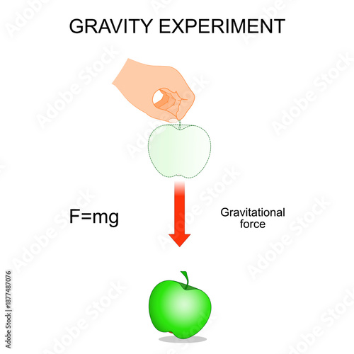 Newton’s apple and the law of gravity. Physics experiment. Explaining gravitational theory.