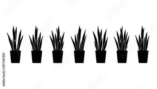 Snake Plant Tall Pot Silhouette
