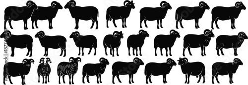Vector set of sheep and ram silhouettes isolated on black background for farm animal livestock agriculture and nature design elements
