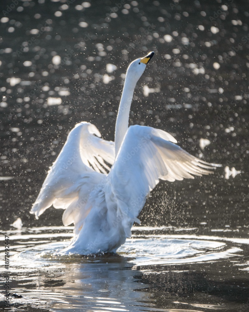 Naklejka premium 白鳥の群れが飛び立つ冬の朝