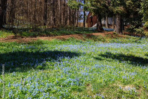 北海道富良野市、早春の森を優しく彩るエゾエンゴサク【4月】