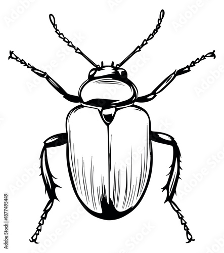 Hand drawn line art illustration of a beetle depicting a top view for nature and insect related projects