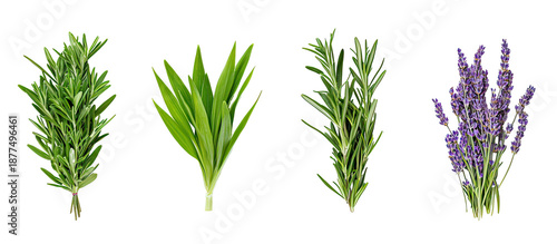 Lemongrass, rosemary, lavender, and sage plants grouped together fresh aromatic herbs on transparent background