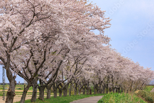 北海道共和町、堀株川沿いの桜並木【5月】