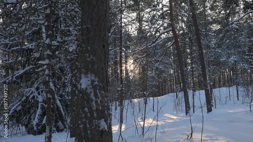 Sunlight filters through trees in a snowy forest during winter