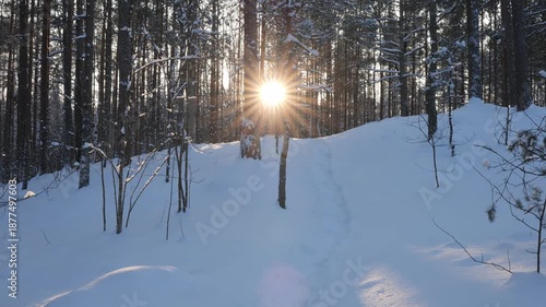 Snowy path in the forest with sunlight shining through trees in winter