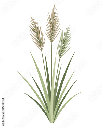 A simple, elegant illustration of a tall, feathery grass plant with long green leaves, perfect for nature-themed designs and outdoor imagery