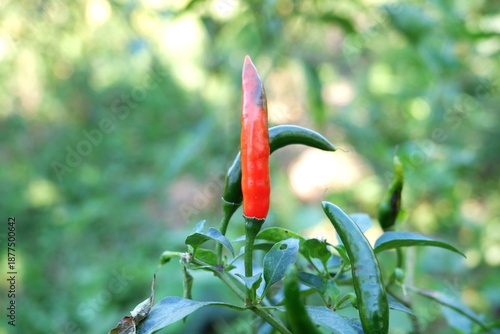 Tableau sur toile A close-up image of ripe cayenne peppers against a natural background