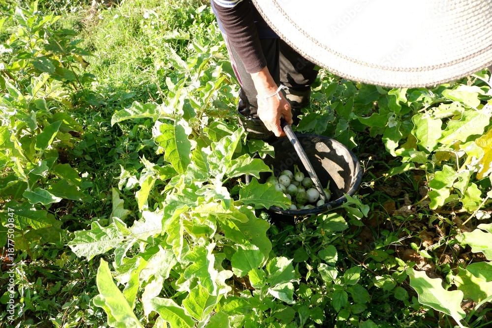 Obraz premium The image shows the harvesting of Thai eggplants in the garden.