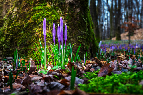 The first late winter flowers in the woods. Bluebells and crocuses among the leaves.