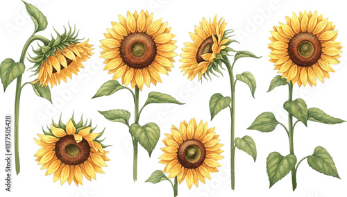 A beautiful collection of watercolor sunflowers with vibrant yellow petals and green stems, isolated on a white background.