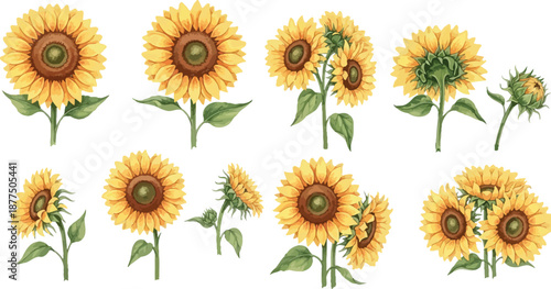 A beautiful collection of watercolor sunflower illustrations, showcasing various angles and stages of bloom, isolated on a white background.