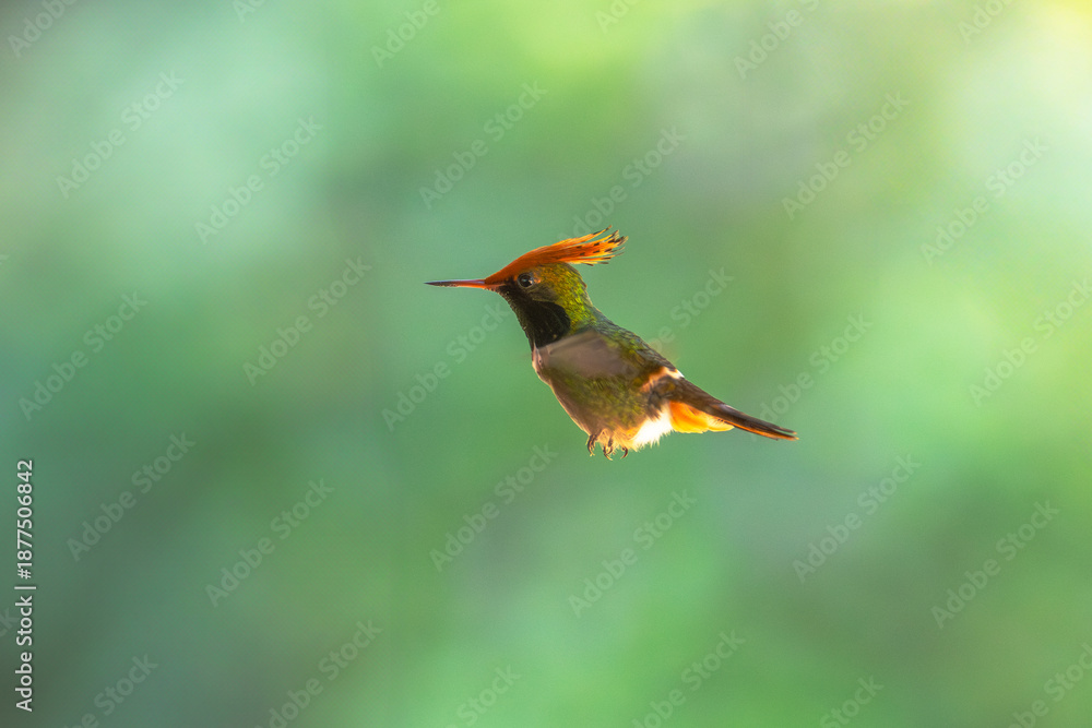 Obraz premium The rufous-crested coquette (Lophornis delattrei) is a species of hummingbird native to the tropical slopes of pacific South America.