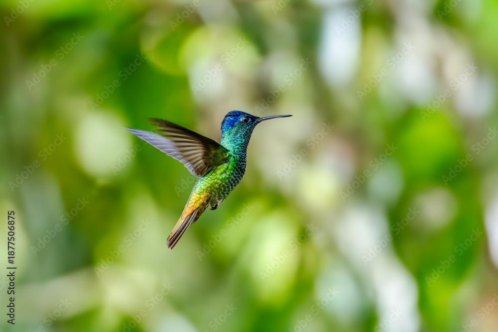Fototapeta premium Sparkling violetear (Colibri coruscans) Ecuador