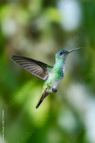 Wallpaper Mural The image shows a hummingbird emerald sapphire (Chionomesa lactea). Torontodigital.ca