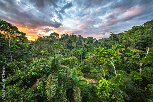 Wallpaper Mural A towering kapok tree in the Amazon rainforest, surrounded by dense greenery and smaller plant species Torontodigital.ca