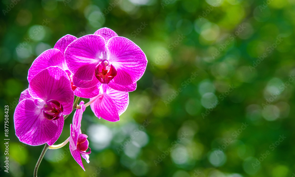 Naklejka premium Purple Orchid branch on green natural background