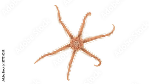 Schilderij op canvas Isolated brittle star featuring many arms and spikes, with a central disc and ra