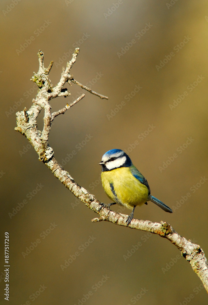 Obraz premium herrerillo comun en el bosque