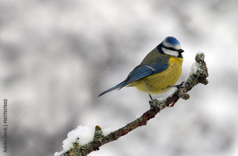 Obraz premium herrerillo comun en el bosque