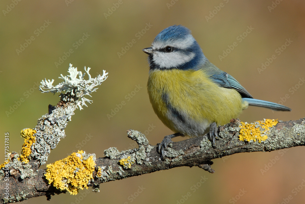 Obraz premium herrerillo comun en el bosque