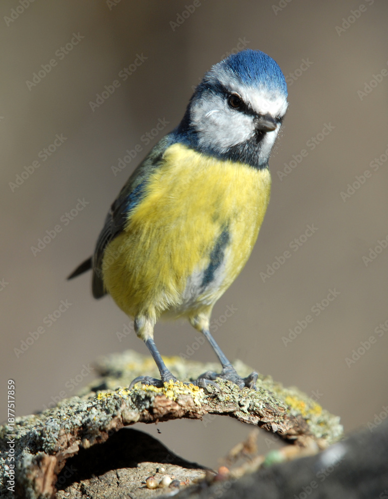 Fototapeta premium herrerillo comun en el bosque