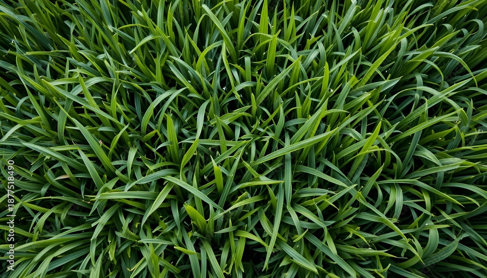 Fototapeta premium Fresh Green Grass Background with Natural Texture for Spring Summer Nature Design and Eco Themed Projects