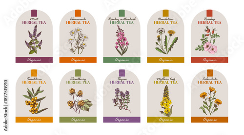 Herbal tea vector labels collection