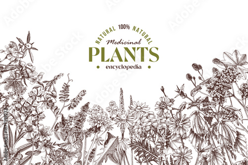 Medicinal plants vector background in retro style