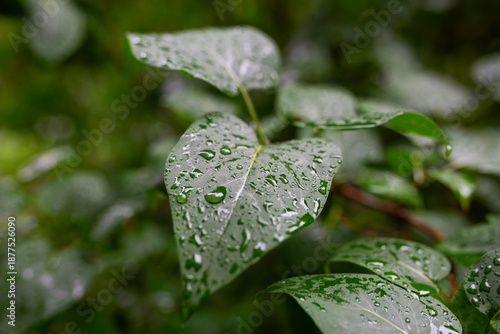 Fresh green leaves with raindrops after rain in summer forest.