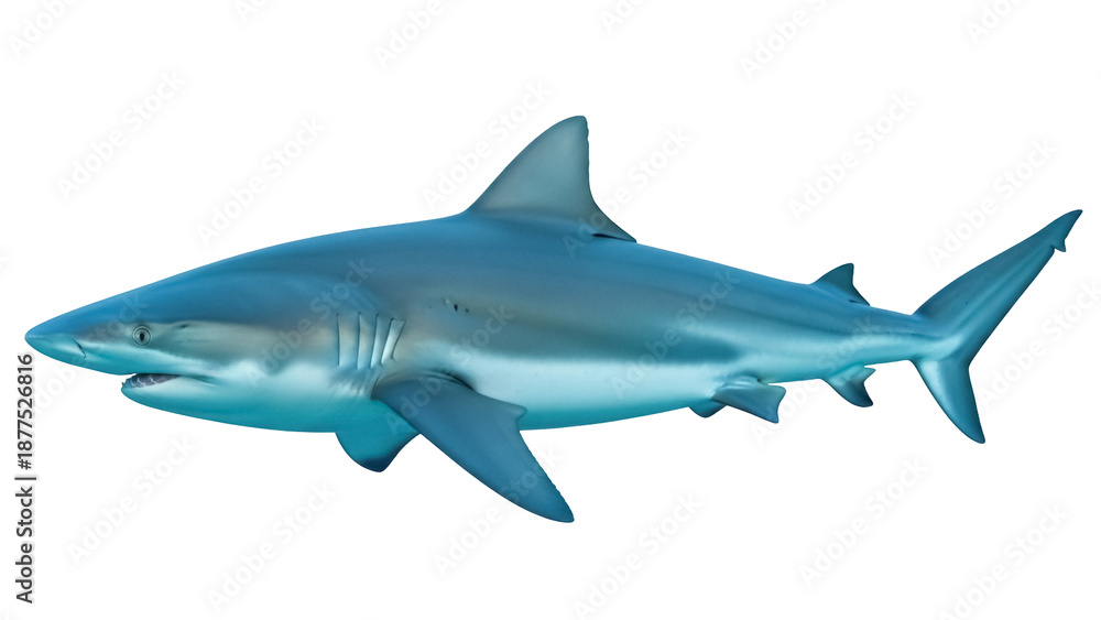 Fototapeta premium Isolated Oceanic Whitetip Shark Profile Close-up View Powerful Underwater Predatory Fish