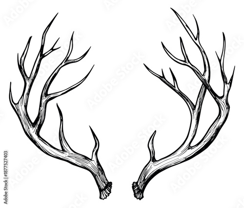 Hand drawn line art deer antlers set featuring a pair of branched horns for rustic and wildlife themed designs