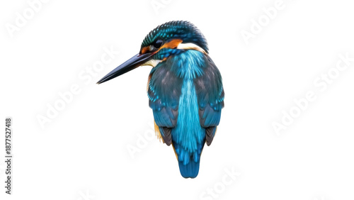 Tableau sur toile Isolated Eurasian kingfisher bird, Alcedo atthis, perched with colorful plumage