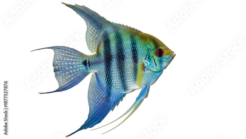 Photos Isolated angelfish swimming, blue striped fish, exotic freshwater aquarium pet,