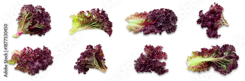 Fotografi Frash, red Lettuce on white background. High quality photo.