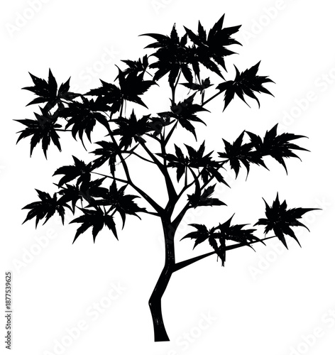 Silhouette illustration of a Japanese maple tree depicting its characteristic foliage for nature and autumn designs