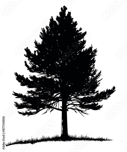 Detailed silhouette illustration of a pine tree depicting natural forest growth for landscape design