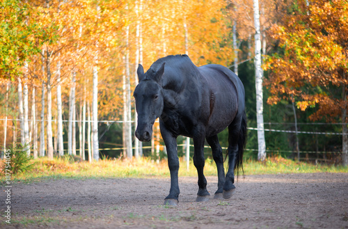 Calm Black Horse Walking Alone In Autumn Setting