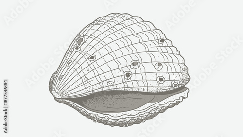 A wireframe illustration of a seashell.