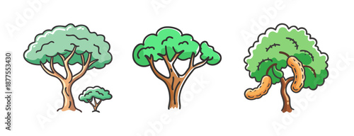 Three cartoon acacia trees with lush green foliage and brown trunks