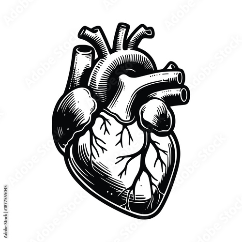 Anatomical Human Heart Silhouette Illustration