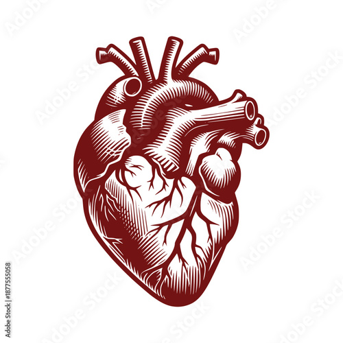 Human Heart Medical Cardiology Engraving Style
