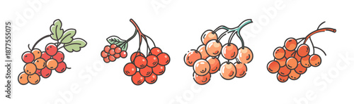 Hand-drawn mountain ash berries in a cluster, isolated on white background.