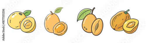 Hand drawn vector illustration of marula fruit, whole and halved