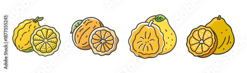 Ugli fruit, whole and halved, with leaves, hand-drawn vector illustration
